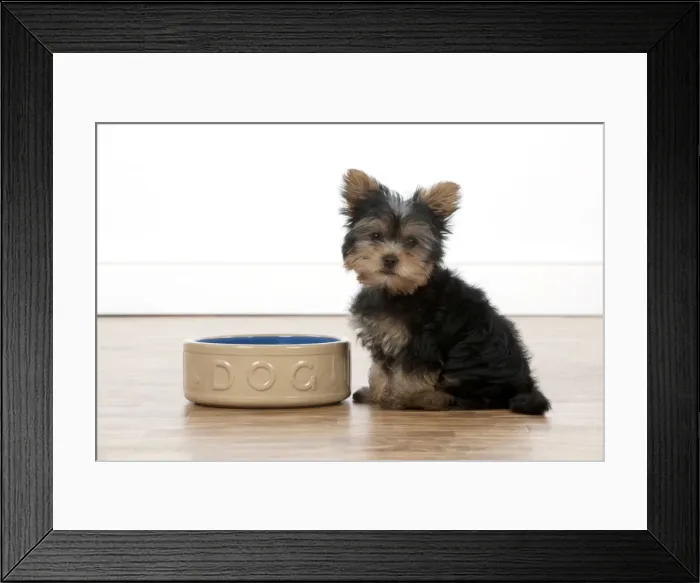Framed Print : DOG - Yorkshire terrier puppy sitting with food bowl Framed Print : DOG - Yorkshire terrier puppy sitting with food bowl