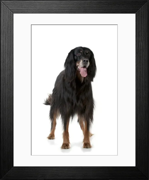 Framed Print : DOG - Gordon setter Framed Print : DOG - Gordon setter