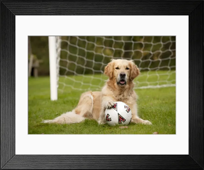 Framed Print : DOG - Golden retriever laying in goal with a football