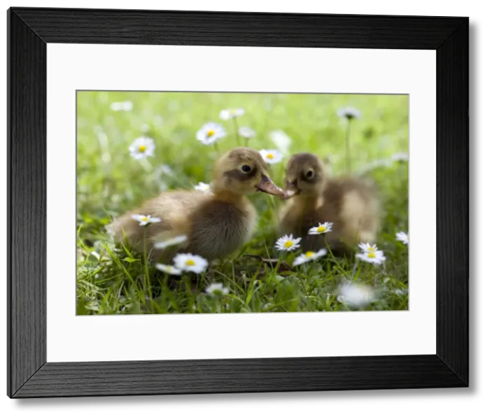 Framed Print : DUCK - Ducklings in grass Framed Print : DUCK - Ducklings in grass