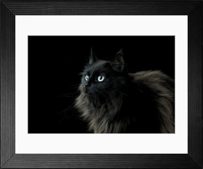 Framed Print : CAT - Black long haired cat Framed Print : CAT - Black long haired cat