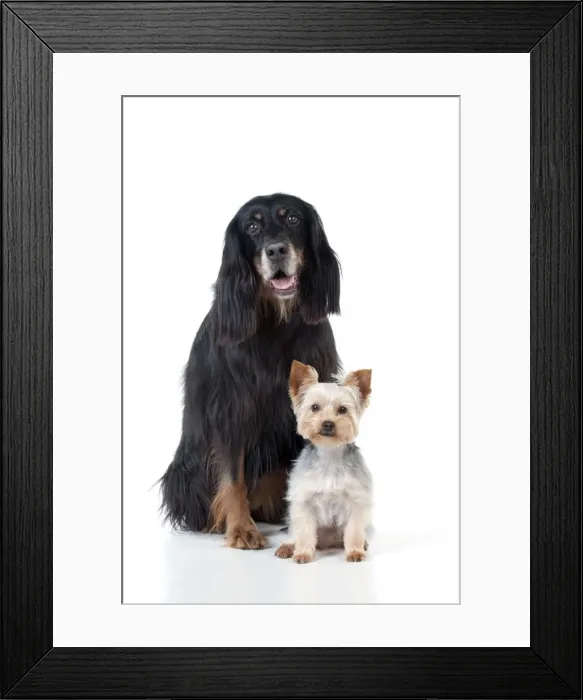 Framed Print : DOG - Gordon setter sitting with yorkshire terrier Framed Print : DOG - Gordon setter sitting with yorkshire terrier