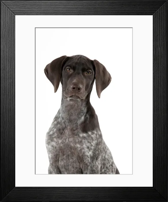 Framed Print : DOG - German Shorthaired Pointer (head shot) Framed Print : DOG - German Shorthaired Pointer (head shot)