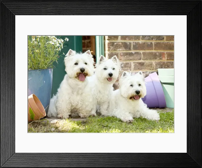 Framed Print : DOG - West highland white terriers sitting together Framed Print : DOG - West highland white terriers sitting together