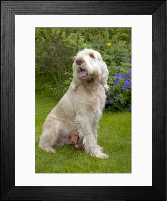 Framed Print : DOG - Spinone sitting with Miniature Short Haired Dachshund puppy (7 weeks) beneath it Framed Print : DOG - Spinone sitting with Miniature Short Haired Dachshund puppy (7 weeks) beneath it
