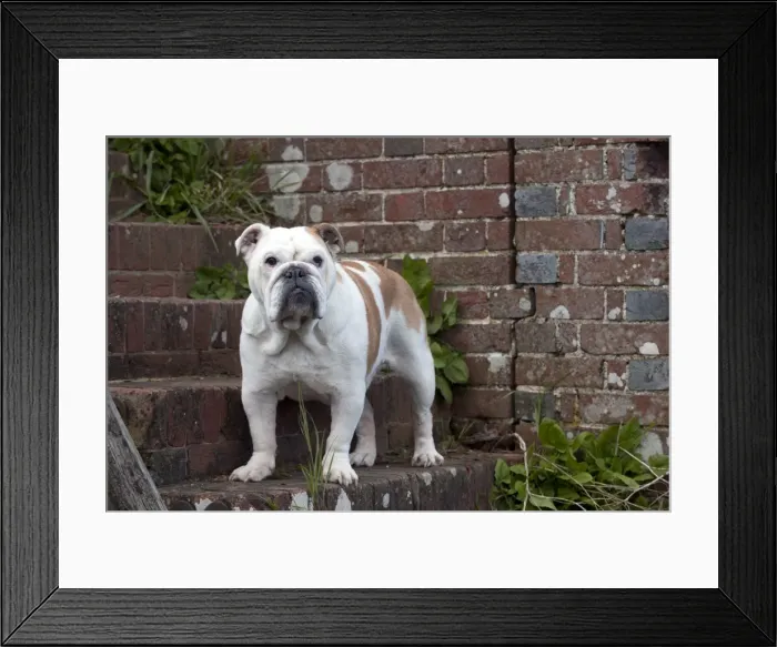 Framed Print : DOG - Bulldog - standing on steps Framed Print : DOG - Bulldog - standing on steps