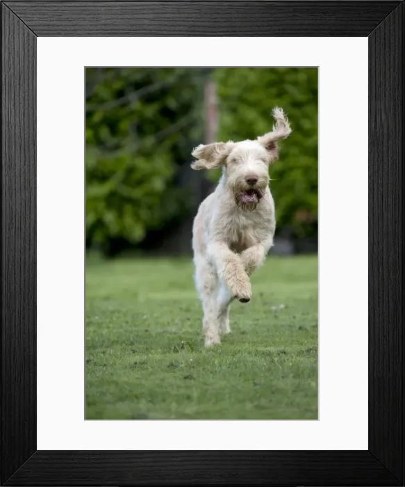 Framed Print : DOG - Spinone - running through garden Framed Print : DOG - Spinone - running through garden