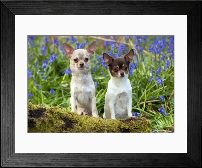 Framed Print : DOG - Chihuahuas - in bluebells Framed Print : DOG - Chihuahuas - in bluebells
