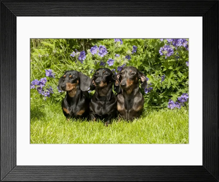 Framed Print : DOG - Miniature short haired dachshunds sitting in garden Framed Print : DOG - Miniature short haired dachshunds sitting in garden
