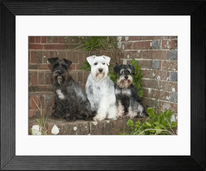 Framed Print : DOG - Miniature Schnauzers - sitting on steps Framed Print : DOG - Miniature Schnauzers - sitting on steps