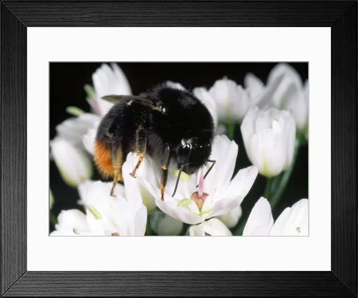 Framed Print : Bumblebee - feeding - UK Framed Print : Bumblebee - feeding - UK