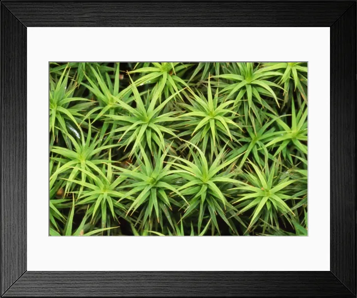 Framed Print : Mossy Carpet Framed Print : Mossy Carpet