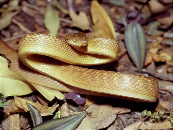 Brown Tree Snake - Port Moresby - Papua new Guinea