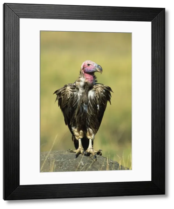 Framed Print : Lappet-faced / Nubian Vulture - on rock - Africa Framed Print : Lappet-faced / Nubian Vulture - on rock - Africa