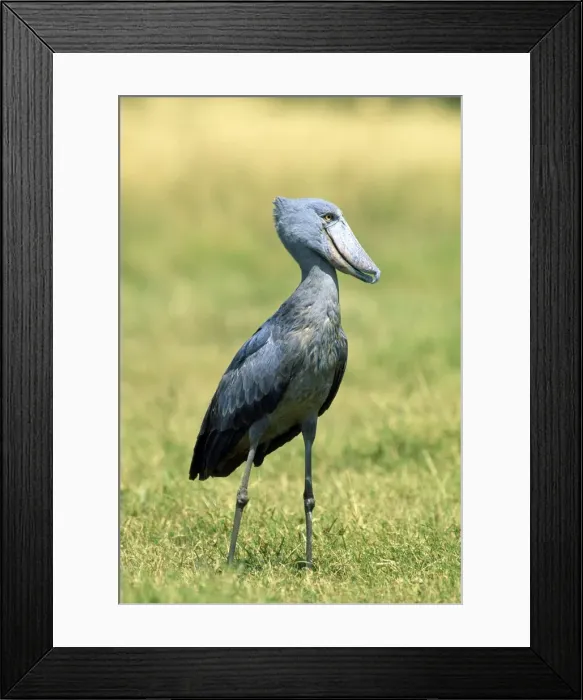 Framed Print : Shoebill / Whale-head Stork - Maasai Mara - Kenya - Africa Framed Print : Shoebill / Whale-head Stork - Maasai Mara - Kenya - Africa