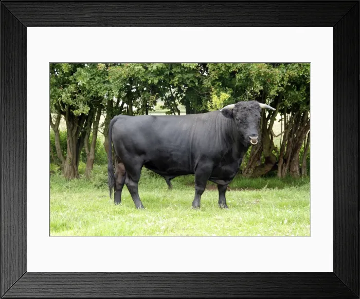 Framed Print : Dexter Bull, pedigree rare breed Framed Print : Dexter Bull, pedigree rare breed
