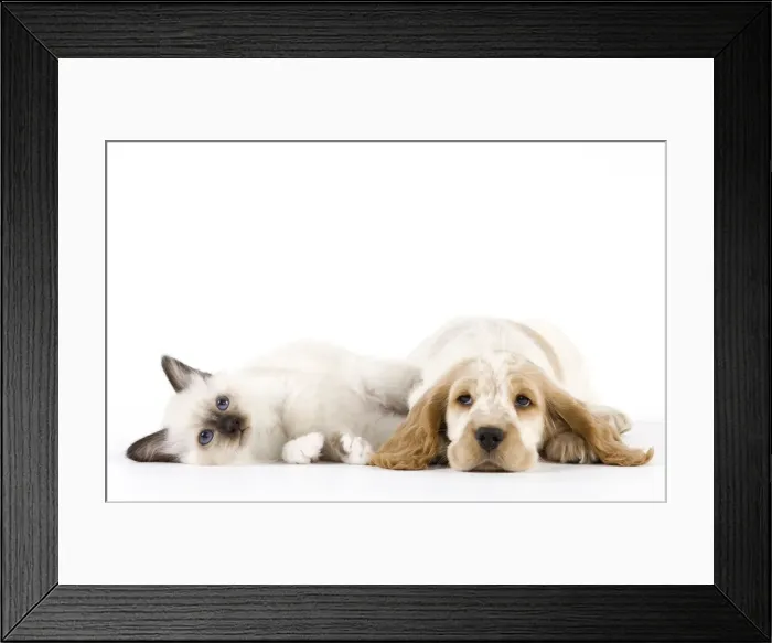 Framed Print : Dog - Cocker Spaniel with Cat - Birman kitten