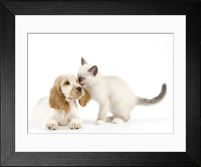 Framed Print : Dog - Cocker Spaniel with Cat - Birman kitten Framed Print : Dog - Cocker Spaniel with Cat - Birman kitten