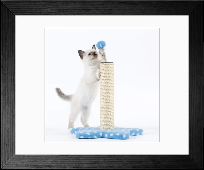 Framed Print : Cat - Birman kitten playing with scratch post Framed Print : Cat - Birman kitten playing with scratch post
