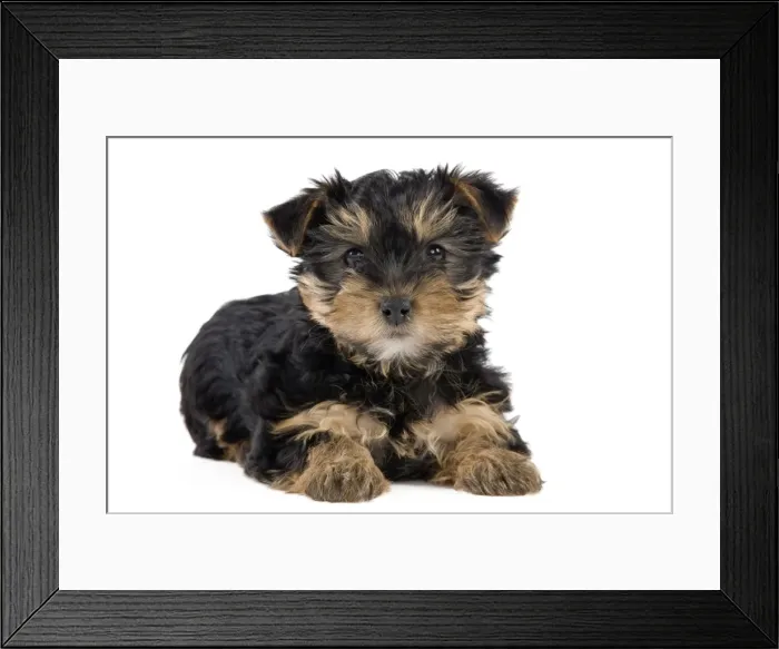 Framed Print : Dog - Yorkshire Terrier puppy Framed Print : Dog - Yorkshire Terrier puppy