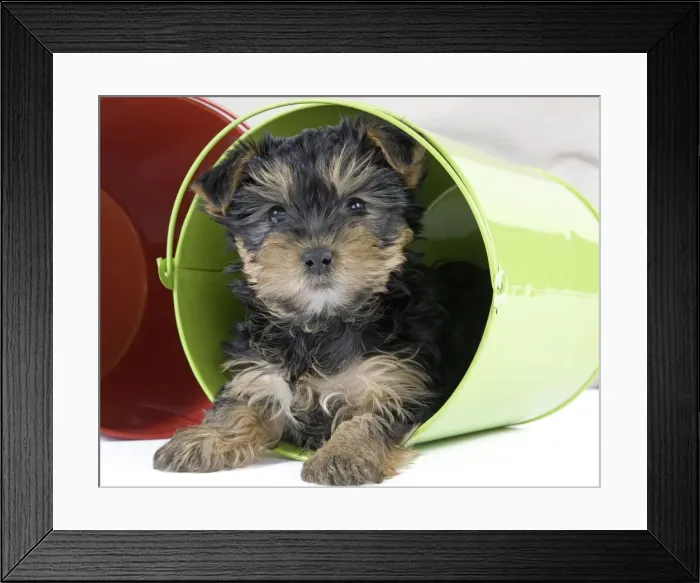 Framed Print : Dog - Yorkshire Terrier puppy - in flowerpot Framed Print : Dog - Yorkshire Terrier puppy - in flowerpot