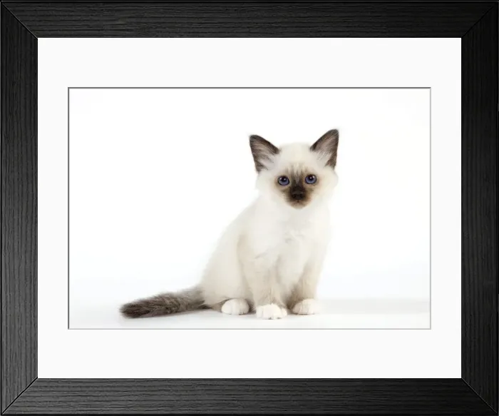 Framed Print : Cat - Birman kitten Framed Print : Cat - Birman kitten