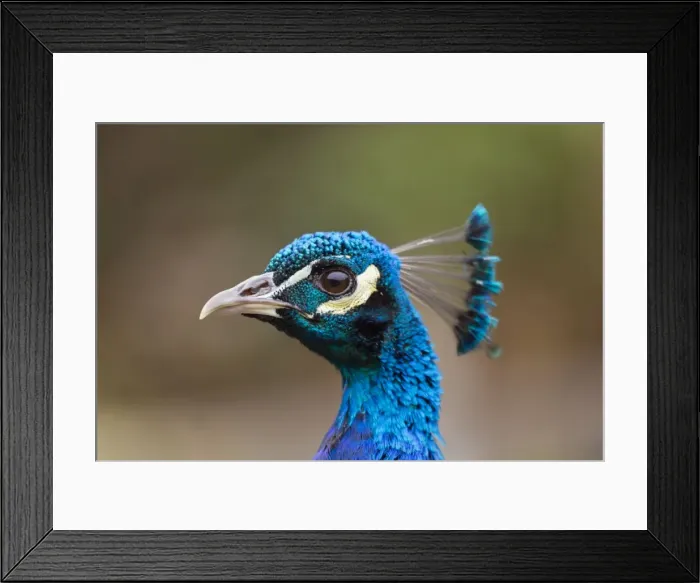 Framed Print : Peacock - male - UK Framed Print : Peacock - male - UK