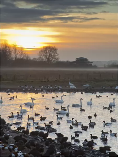 Swans - with ducks and geese - Martin Mere Wildfowl and Wetlands Trust, Lancashire, UK