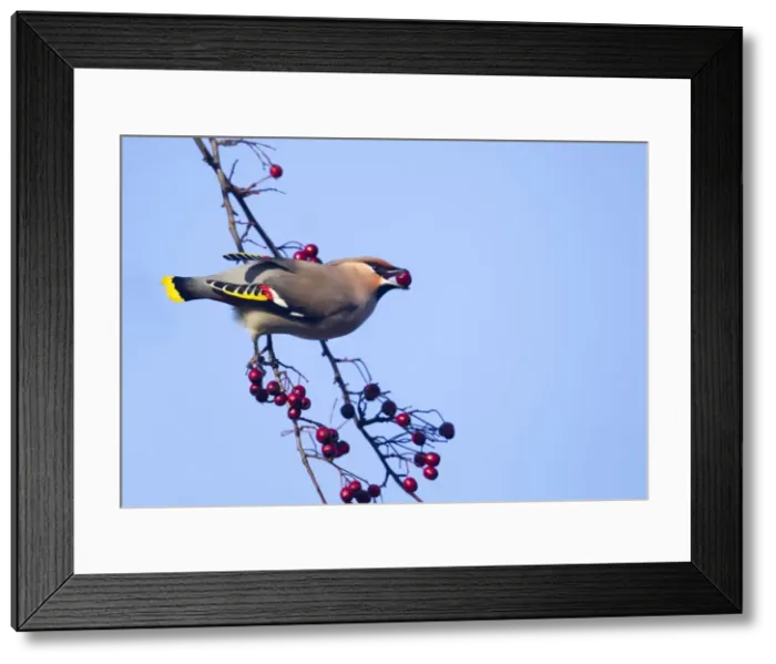 Framed Print : Waxwing - eating berries form a tree and showing adult male wing detail - November - Cannock Chase - Staffordshire - England Framed Print : Waxwing - eating berries form a tree and showing adult male wing detail - November - Cannock Chase - Staffordshire - England