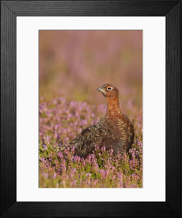 Framed Print : Red Grouse - standing amongst heather in early morning sunshine - Grinton - Yorkshire - England