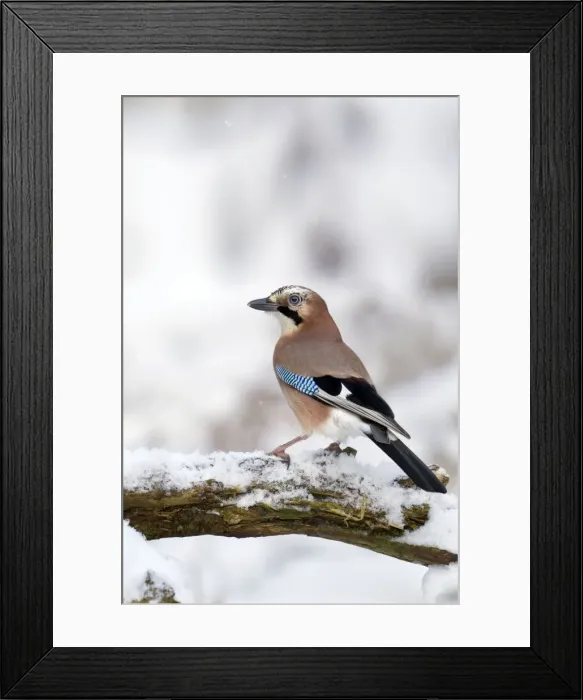 Framed Print : Jay - standing on old branch in winter snow - December - Cannock Chase - Staffordshire - England