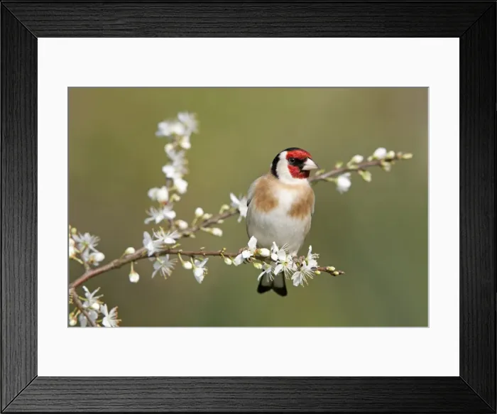 Framed Print : Goldfinch - spring - blossom - Cornwall - UK Framed Print : Goldfinch - spring - blossom - Cornwall - UK