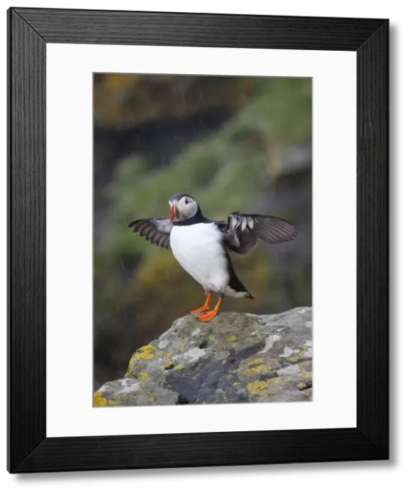 Framed Print : Puffin - stretching wings in the rain - Scotland - UK Framed Print : Puffin - stretching wings in the rain - Scotland - UK