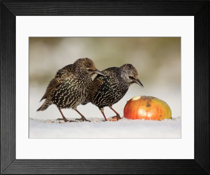 Framed Print : Starling - in snow eating apple - Cornwall - UK Framed Print : Starling - in snow eating apple - Cornwall - UK