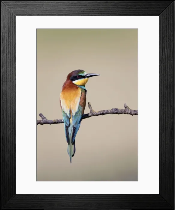 Framed Print : European Bee-eater - summer - Spain Framed Print : European Bee-eater - summer - Spain