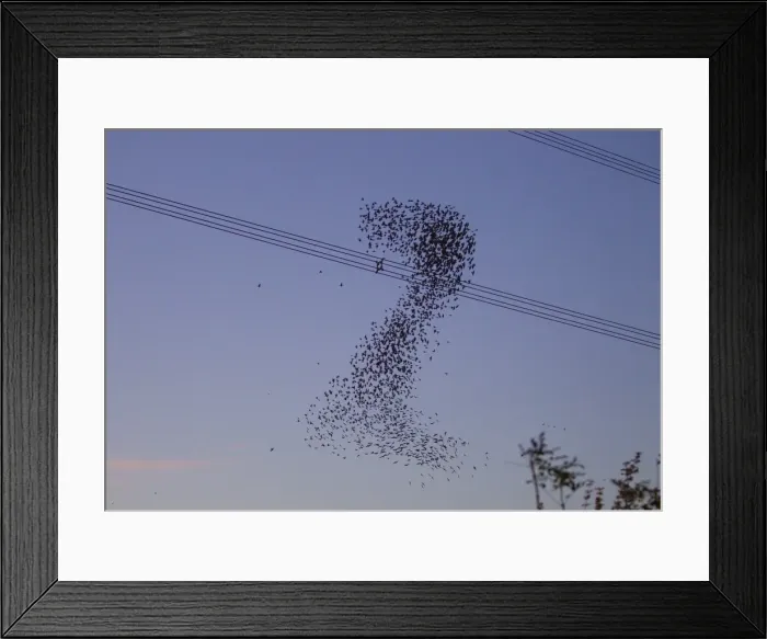 Framed Print : Starlings - a murmuration in the shape of number two beside Didcot Power Station as thousands of Starlings went to roost - 14th November 2012 Framed Print : Starlings - a murmuration in the shape of number two beside Didcot Power Station as thousands of Starlings went to roost - 14th November 2012