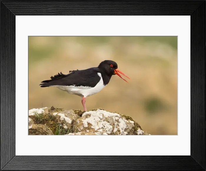 Framed Print : Oystercatcher - calling out to mark territory - Shetland Islands - Scotland Framed Print : Oystercatcher - calling out to mark territory - Shetland Islands - Scotland