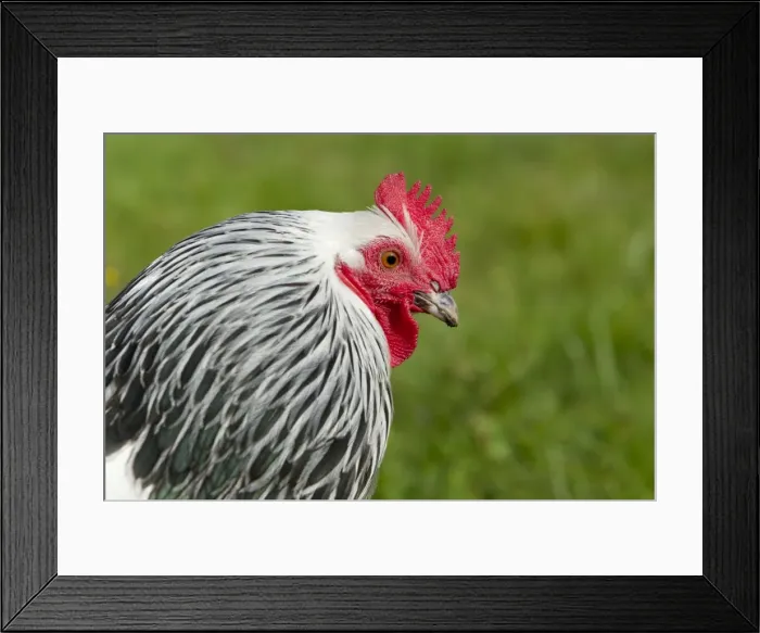 Framed Print : Sussex Chicken Domestic Chicken Breed Essex, UK BI021218