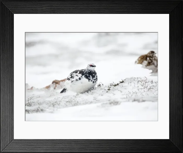 Framed Print : Rock Ptarmigan - male in snow - Cairngorm, Scotland, UK Framed Print : Rock Ptarmigan - male in snow - Cairngorm, Scotland, UK