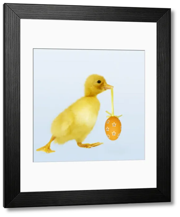 Framed Print : Duckling - carrying easter egg Digital Manipulation: added colour background - Egg Su Framed Print : Duckling - carrying easter egg Digital Manipulation: added colour background - Egg Su