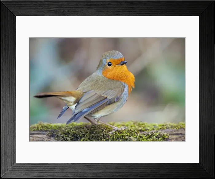 Framed Print : Robin - garden - Cornwall - UK Framed Print : Robin - garden - Cornwall - UK