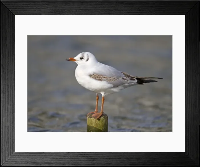 Framed Print : Black Headed Gull - first winter - Cornwall - UK Framed Print : Black Headed Gull - first winter - Cornwall - UK
