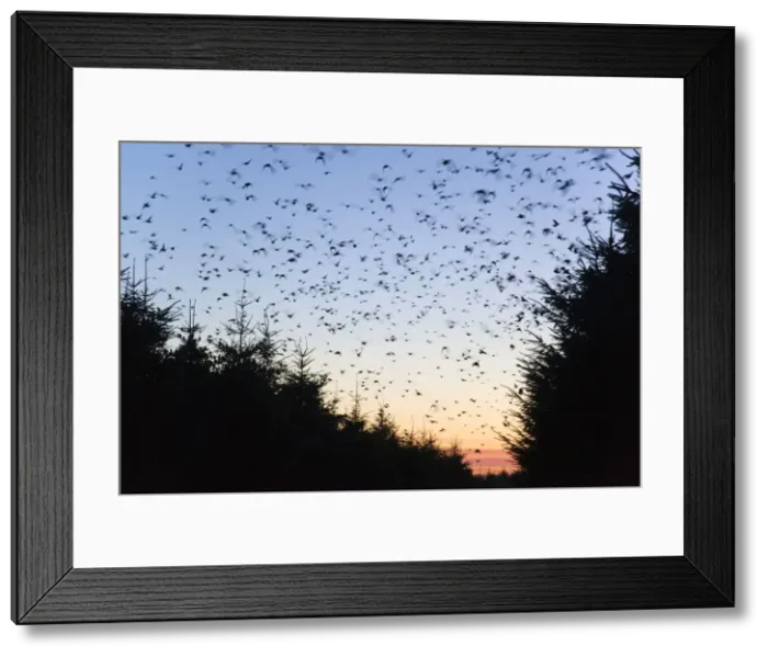 Framed Print : Starlings - going to roost - Davidstow - Cornwall - UK Framed Print : Starlings - going to roost - Davidstow - Cornwall - UK