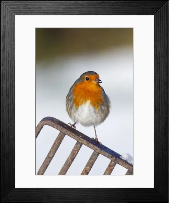 Framed Print : Robin - in snow on garden fork - UK Framed Print : Robin - in snow on garden fork - UK