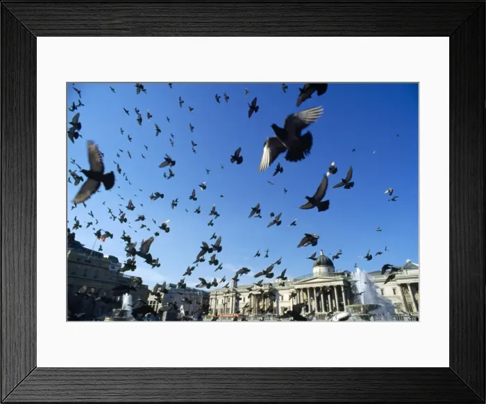 Framed Print : Pigeons - large flock in Trafalgar Square - London - UK Framed Print : Pigeons - large flock in Trafalgar Square - London - UK