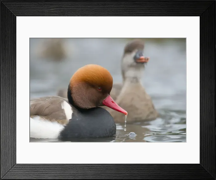 Framed Print : Red Crested Pochard - drake in winter - UK Framed Print : Red Crested Pochard - drake in winter - UK