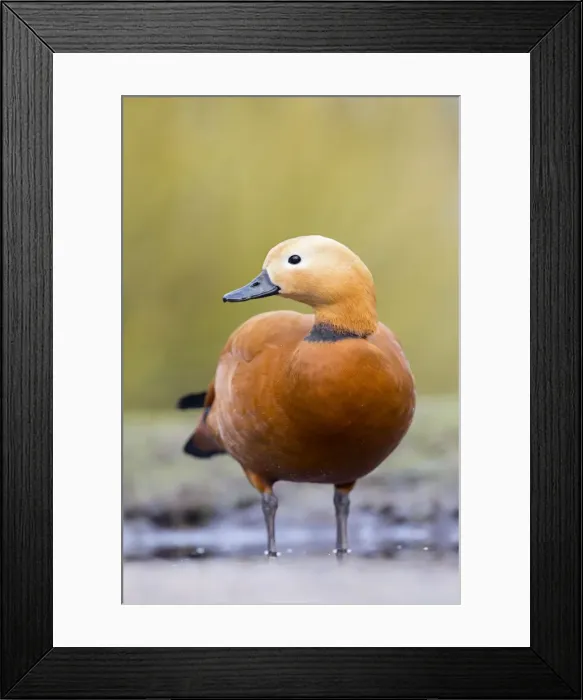 Framed Print : Ruddy Shelduck - drake in winter - UK Framed Print : Ruddy Shelduck - drake in winter - UK