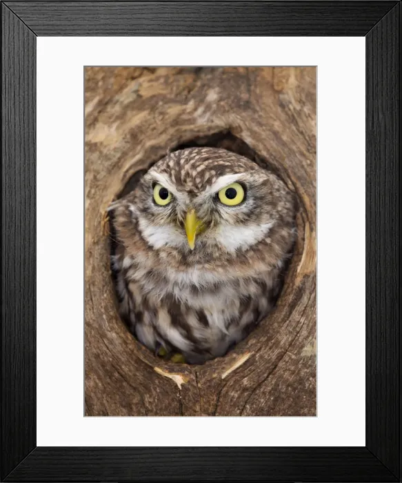 Framed Print : Little Owl - in hole in tree - UK Framed Print : Little Owl - in hole in tree - UK