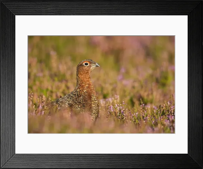 Framed Print : Red Grouse - amongst heather - Grinton - Yorkshire Dales - August Framed Print : Red Grouse - amongst heather - Grinton - Yorkshire Dales - August