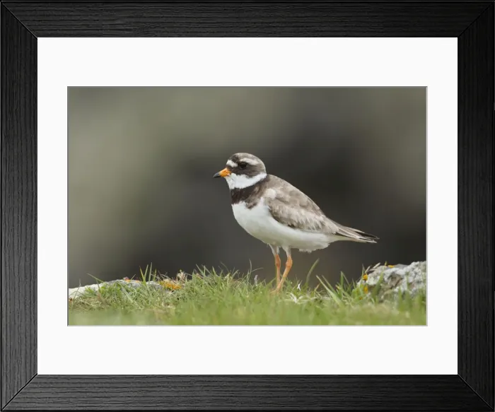 Framed Print : Ringed Plover - standing amongst grass on cliffs edge - Shetland Islands - Scotland - UK Framed Print : Ringed Plover - standing amongst grass on cliffs edge - Shetland Islands - Scotland - UK